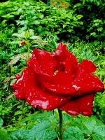 The Red Rose After Rain